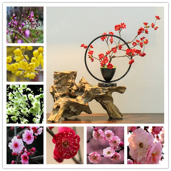 

100 pcs True Color Winter Flower Chimonanthus Mix Plum flower (Bonsai) Perennial Fragrant Flower Symbolizes Love For Home Garden