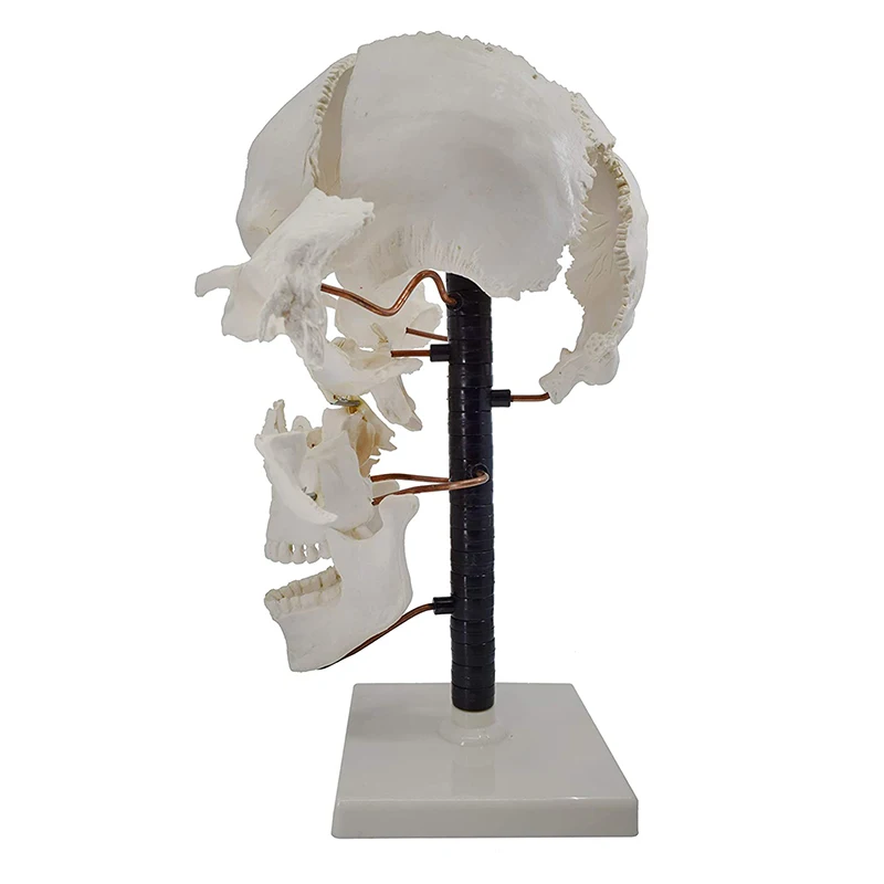 Life Size 16 Parts Human Skull Model Anatomy Model Medical Science Teaching Resources