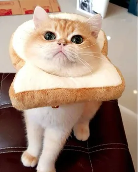 

Pet Cat Head Band Toast Head Band English Short Muppet Cat Cute Toast Cartoon Head Band