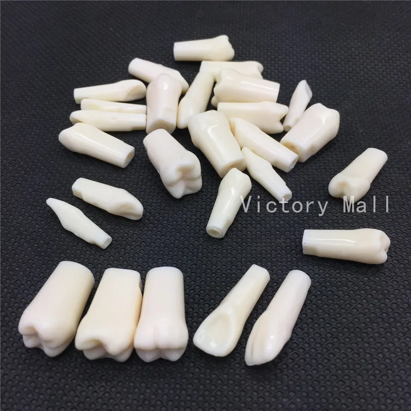 

Removable Dental Model Dental Tooth Arrangement Practice Model With 28 pcs Dental Granule and Screw Teaching Simulation Model