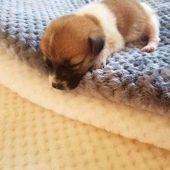 

Velvet Blanket Practical Pet Coral Solid-colored Sleeping Mesh Foldable Pet Pad Cats Dogs Supplies