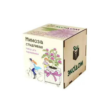 

Set for growing artcoolpresent "Mimosa pudica"