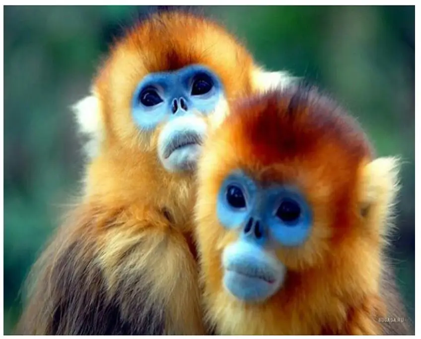 Доброе утро обезьянка картинки