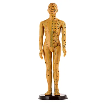 

Health Care/Detection Acupuncture Acupuncture Point Human Body Model Can Be Pricked Massage People Figure Medical Men and Women
