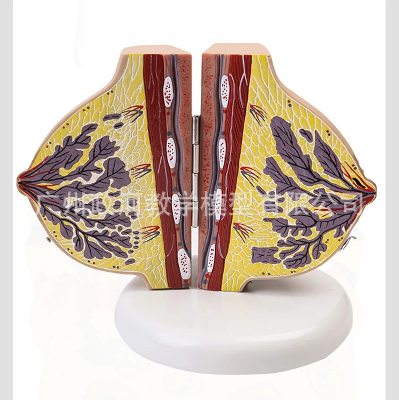 Female Breast Anatomy Model 6