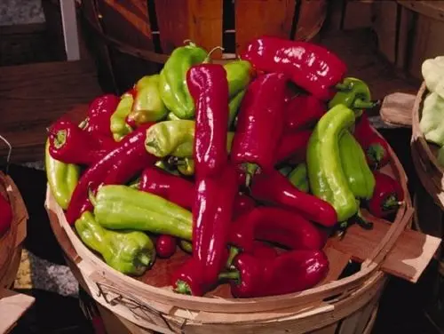 Кубанель бонсай из растения сладкого перца Heirloom* 150+ растения текущий год