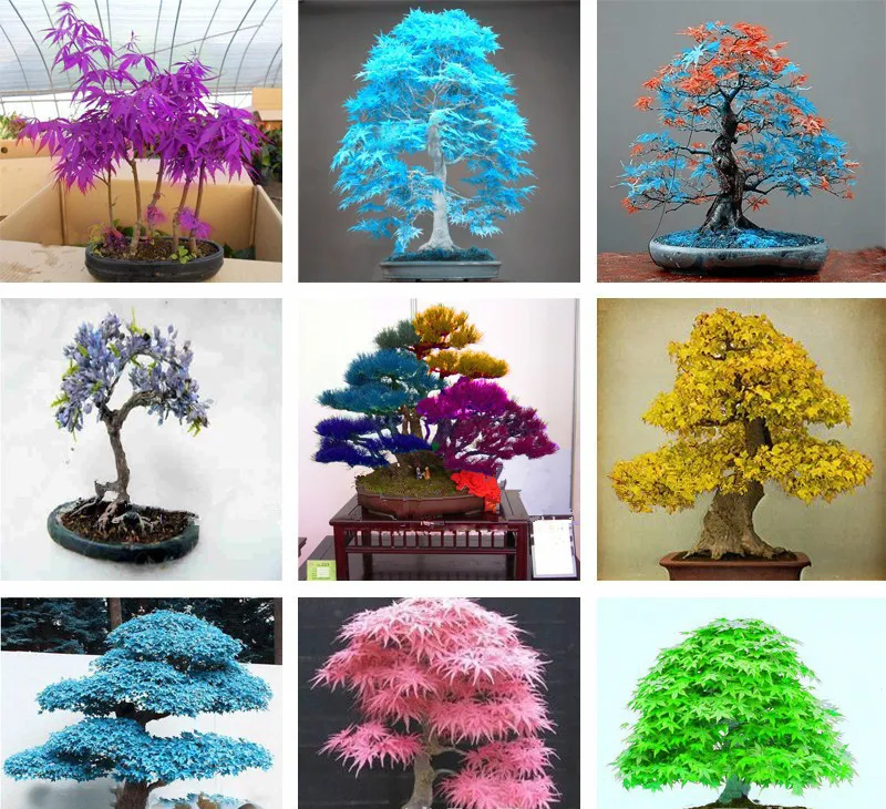 

American red maple Japanese red maple maple tree seeds autumn flame red yellow purple blue ornamental maple seed