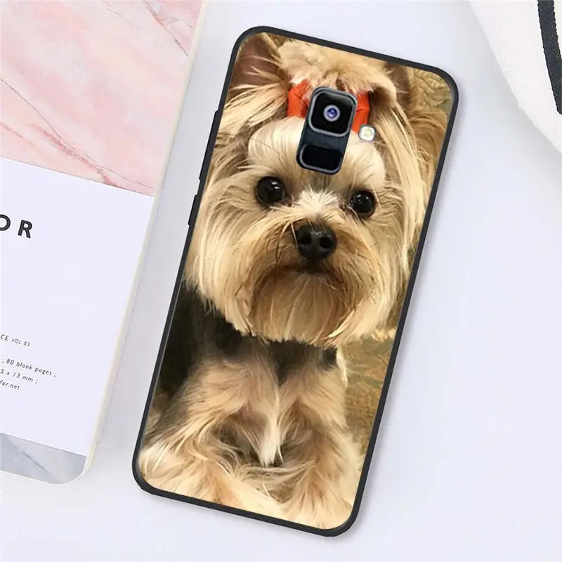 Yorkshire terrier dog