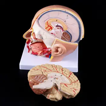 

Human Anatomy Head Skull Brain Cerebral Artery Anatomical Model For Teaching 090F