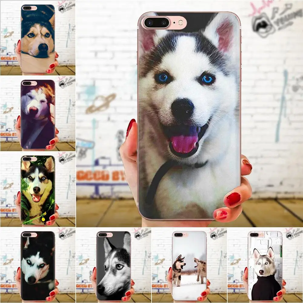 Puppy Alaskan Malamute TPU Защитный для Apple iPhone 4 4s 5 5C 5S SE 6 6S 7 8 11 Plus Pro X XS Max XR | Мобильные