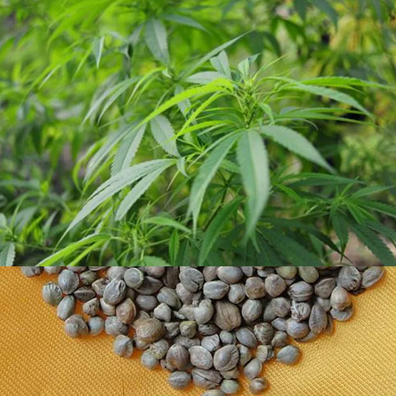 

Hemp Semen,Hemp Germ/grain,Confidential Delivery( If Not Receive,return Money)