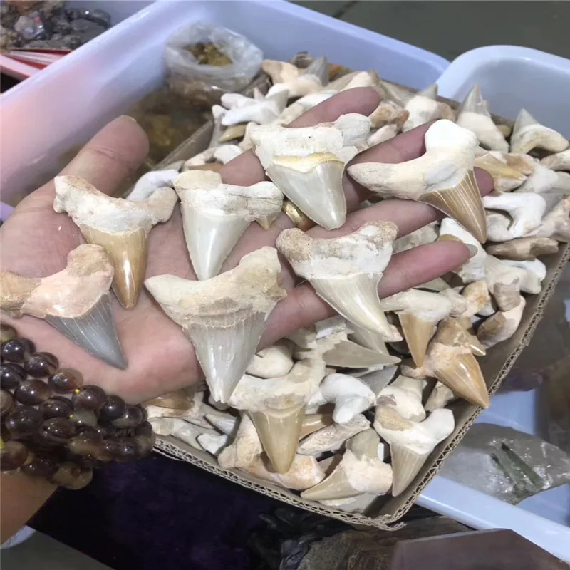 3.5-4cm Natural animal Morocco fossil shark tooth fossil mineral specimen as a gift, decorative pendant free shipping 1pc 3.5-4cm Natural animal Morocco fossil shark tooth fossil mineral specimen as a gift, decorative pendant free shipping 1pc