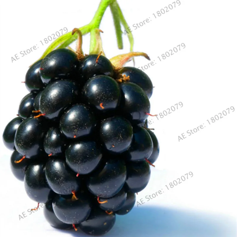 Акция! 200 шт Blackberry garden суккулент сладкие гигантские Blackberry бонсай и дерево растение Тройная Корона черный тутовник фрукты Se