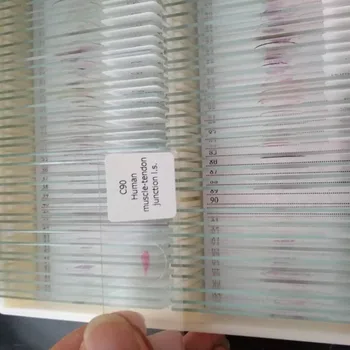

100pcs/set human histology microscope prepared slides