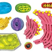 4D мастер Обучающие собранные игрушки биологический растительный клеточный орган, анатомия обучения медицине для модели