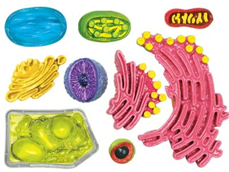 

4D MASTER Educational Assembled Toys Biological Plant Cell Organ Anatomy Medicine Teaching for Model