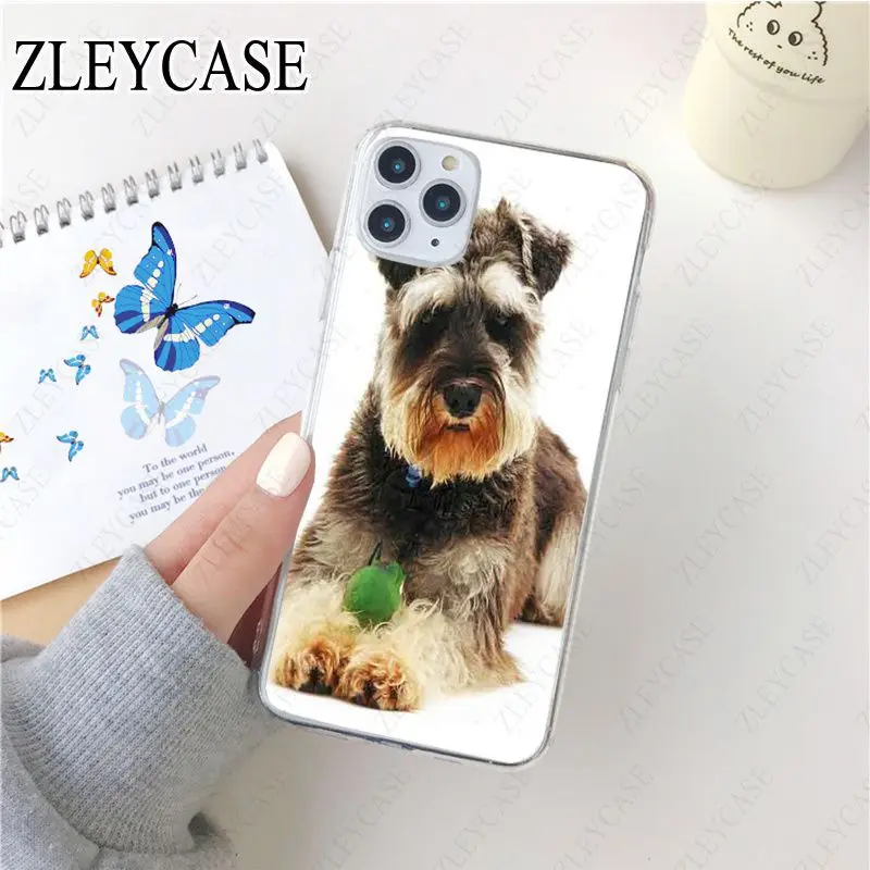 Miniature schnauzer puppy dog