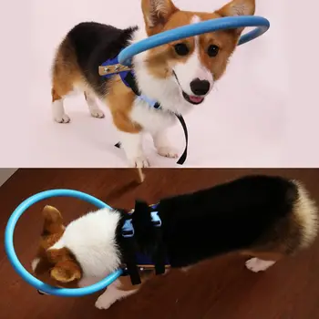 

Blind Dogs Safe Harness Pet Anti-collision Ring Cataract Circle Guide Cover