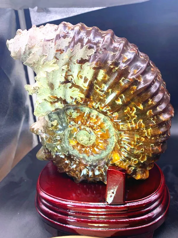 Редко. Fossil из мадагаскарского аммония. Вымершие окаменелости рога. fossil chakra