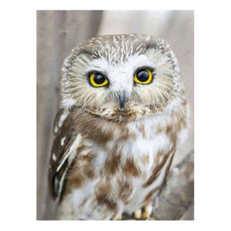 

Diamond Painting Owl Bird Full Diamond Resin Rhinestone Picture Decoration Family DIY Diamond Embroidery Animal Round Diamond
