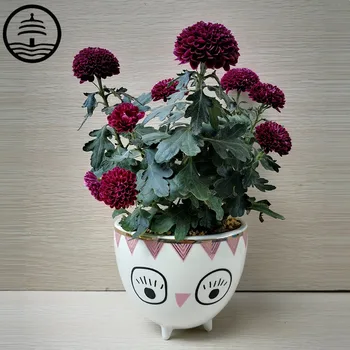 

BAO GUANG TA Cartoon Q Version Owl Golden Rim Ceramics Flower Pot Creative Office Desktop Succulents Planting Vase A2107