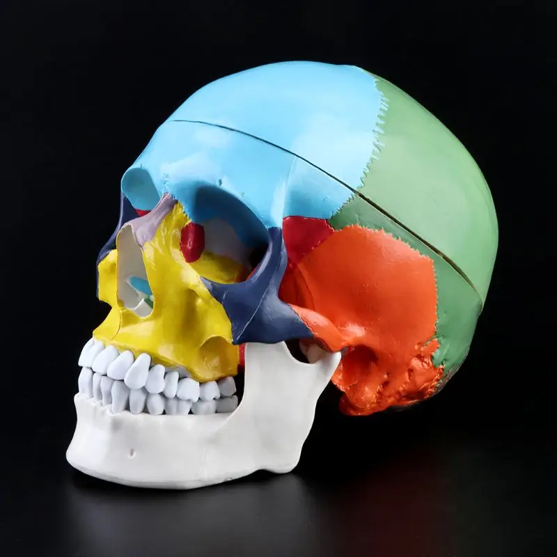 

1:1 Scale Colorful Human Skull Skeleton Adult Head Model with Brain Stem Anatomy Medical Teaching Tool Supply