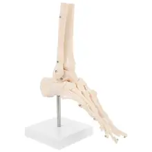 

1 Pc Foot Joint Model Human Skeleton Model Human Foot Bone Ankle Model