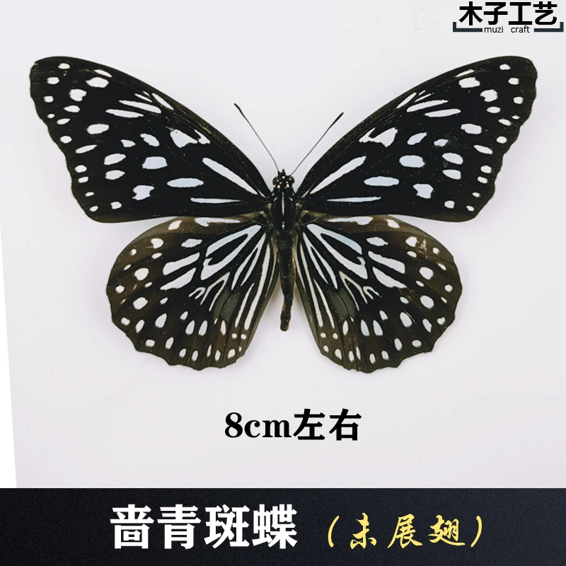 Real Butterfly Specimen Insect Specimen Teaching Specimen DIY Self-sealing Bags Optional Varieties  home accessories