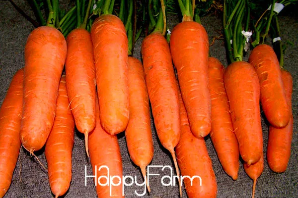 50 шт./лот, растительный бонсай Daucus carota, морковь сад, женьшень Wucun морковь,# A6HCD1