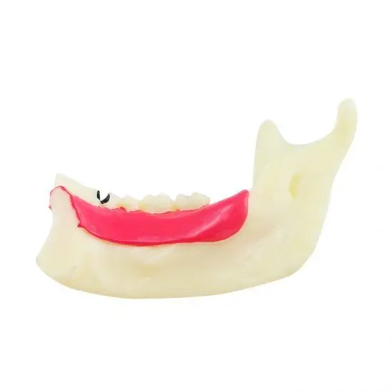  Dental MandibularTeeth Demonstration Anatomical Patient Study Teach Model - 32687309910