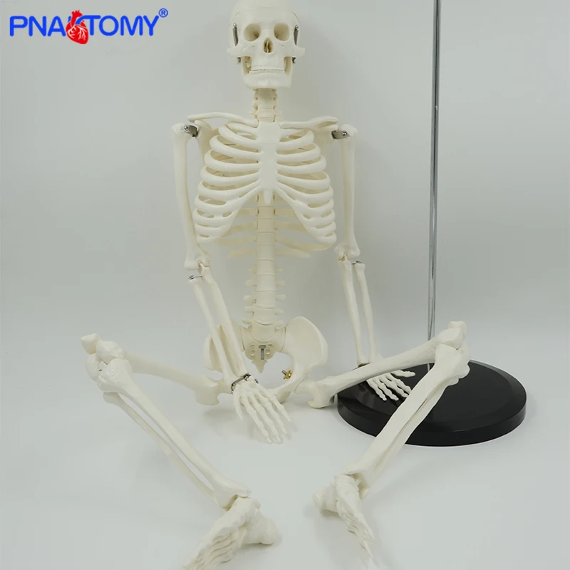 85cm Insan Iskelet Modeli Esnek Kollar Ve Bacaklar Icin Sanat Ve Ilac Calisma Kafatasi Ve Omurga Anatomisi Tibbi Ogretim Araci Tibbi Bilim Aliexpress