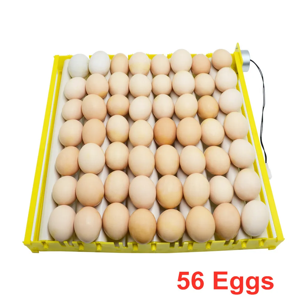 56 eggs