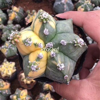 

Ngryise 1 Set Astrophytum myriostigma rare random color