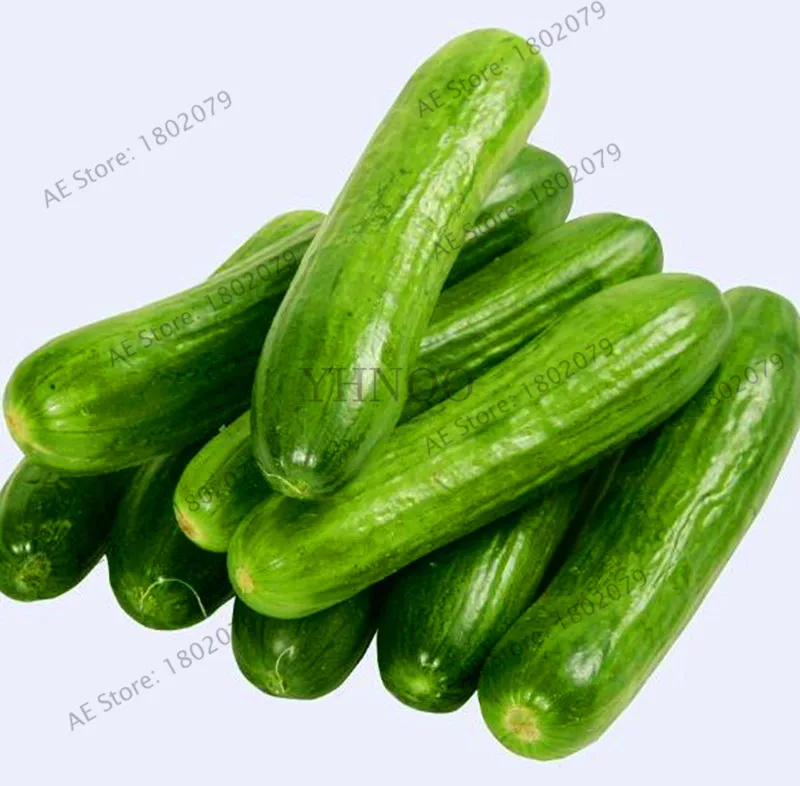 Акция потери! 1 упаковка 100 огурец бонсай Cucumis Sativus Cuke растения, Зеленые растительные плантации Садовые принадлежности,#0