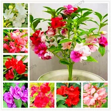 100 шт./пакет бонсай Impatiens flower flores, Toutch-me-not цветок растения, бонсай растения для дома и садовое насаждение