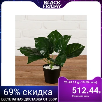

Bush in the pot "diffenbachia large leaf" 9,5*21 cm 4457706