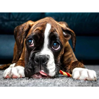 

5d Diy Diamond Painting Boxer Dog Full Drill Square Round Diamond Embroidery Mosaic Kit Picture Rhinestones Wall Sticker AA1253