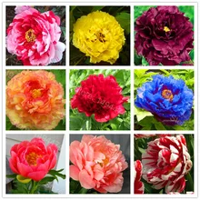 Лидер продаж! 10 шт./пакет разноцветные пиона с красивыми растениями цветком растения Высокое качество цветок пиона floresling бонсай для дома и сада
