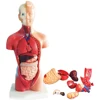 Anatomical Human Torso Body Model Anatomy Internal Organ Medical Teaching Mold Parent-child Interactive Children Educational Toy 4