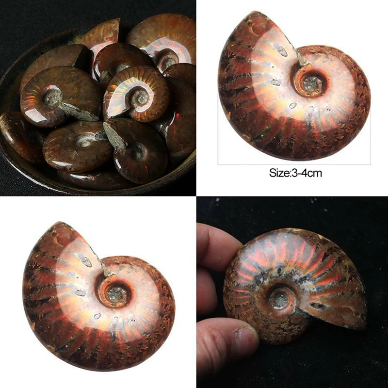 100% Natural Iridescent Ammonite Ammolite Facet Specimen Fossils Madagascar Gift 