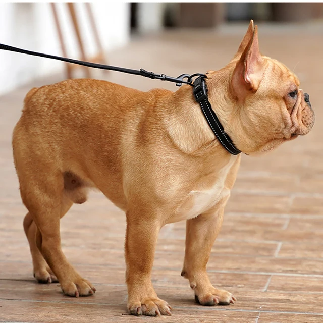 Reflective Padded Nylon Dog Collar & Leash