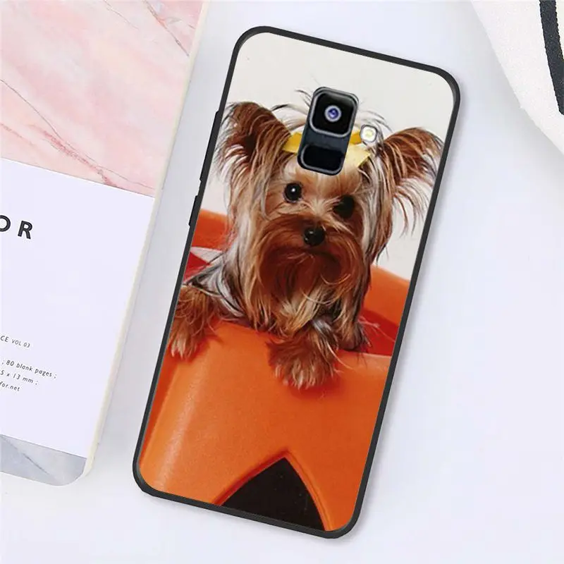 Yorkshire terrier dog