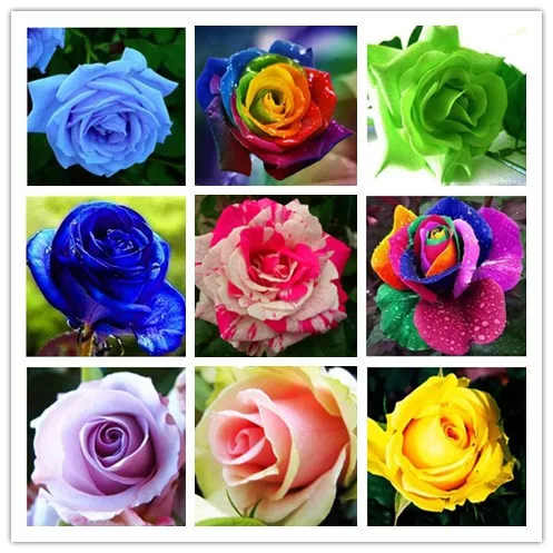 20 видов смешанных 100 шт/упаковка, четыре сезона сева бонсай многолетних цветов, розы Сад легко сажать