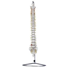 

Spine Model (with Tailbone, Naturally Large)
