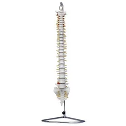 Modelo de columna vertebral (con Tailbone, naturalmente grande)