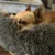 Собака Кровать Кошка Дом Длинный Плюшевый Pet Кровать Успокаивающие Кровати Pet Корзина Питомник Собака Круглая Подушка Кошки Зимняя Подушка Теплый Спальный Мешок Коврик