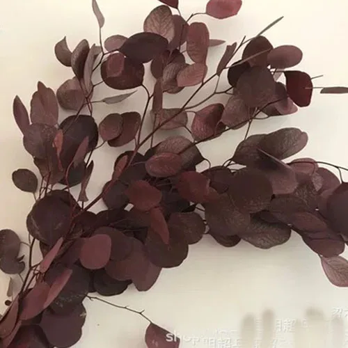 200 г/45 см консервированный Природный лист эвкалипта, сделай сам, цветок этернелл, свадебный венок, подарок для дома, Декор, консервированное сушеное растение - Цвет: red