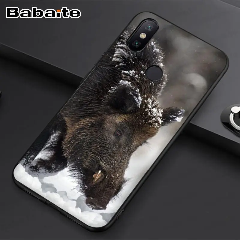 Wild Boar pig animal