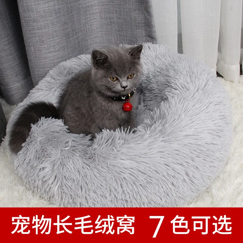 teddy cat online