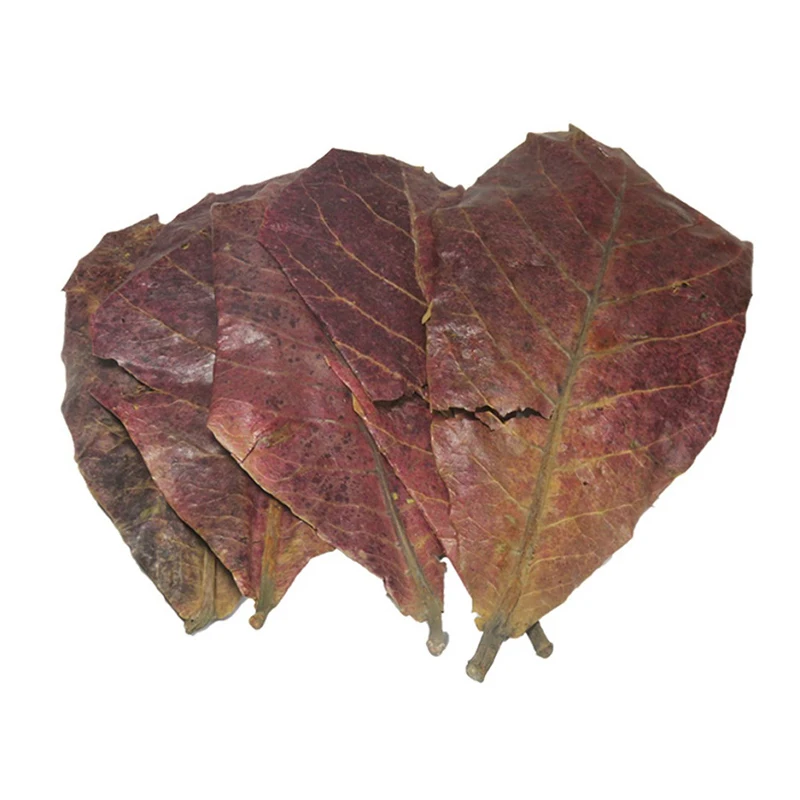 5/20pcs Natural Catappa Leaves Almond Leaf Fish Cleaning Treatment Aquarium Tank